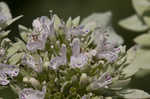 Clustered mountainmint